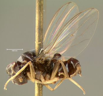 Media type: image;   Entomology 465 Aspect: habitus lateral view